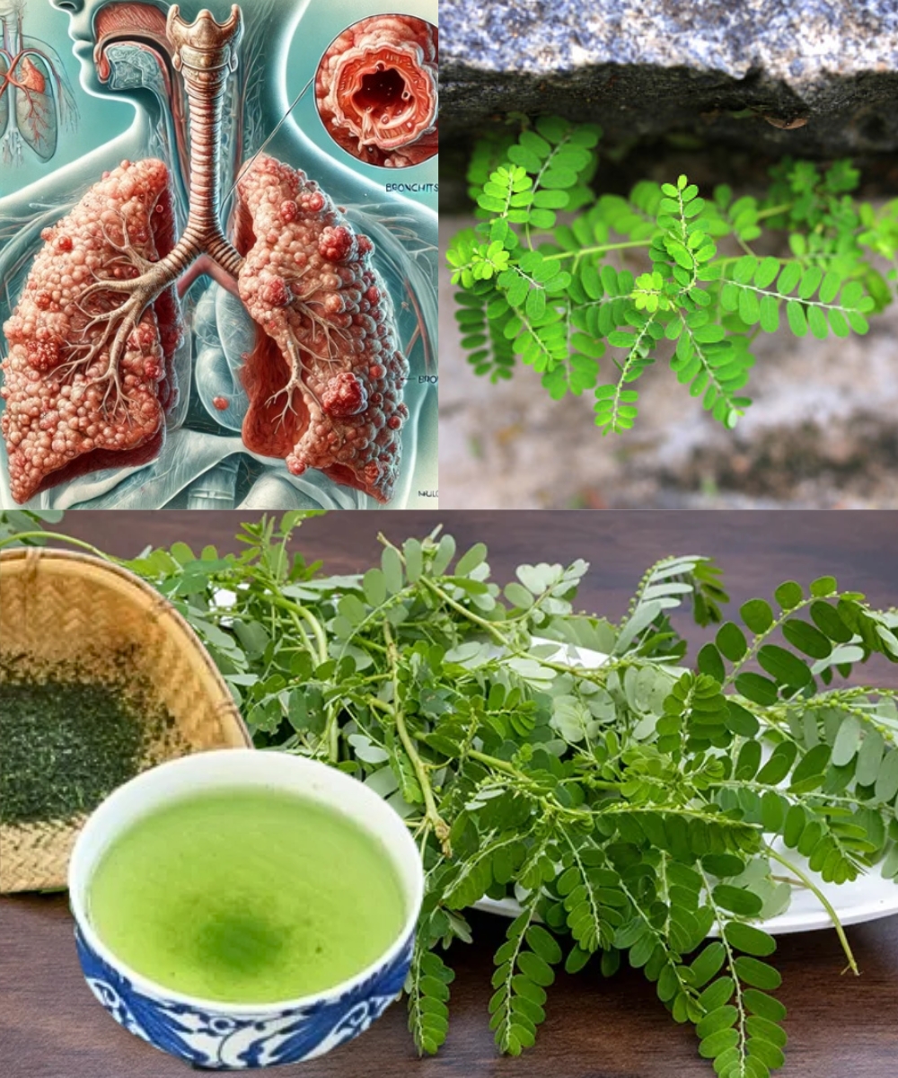 13 Amazing Health Benefits of Phyllanthus Niruri (Stonebreaker) You Need to Know!