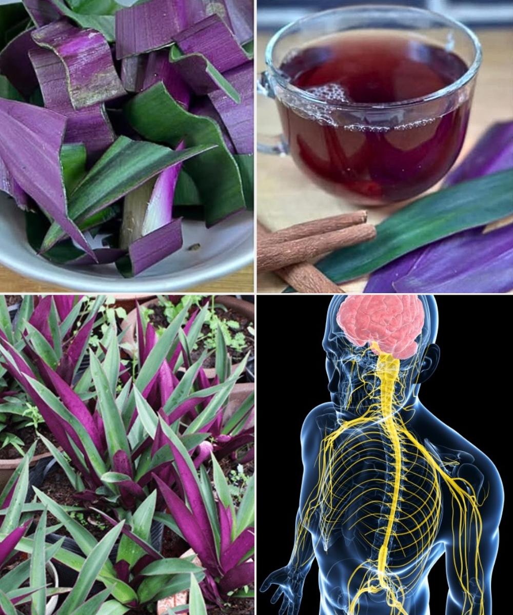 Discover the Incredible Health Benefits of the Purple Maguey Plant — And How to Use It for Wellness!