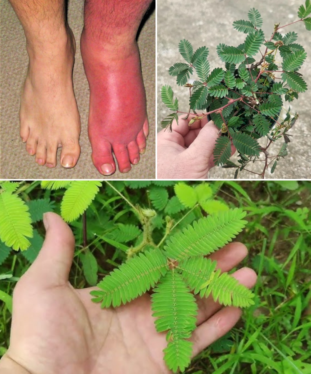 Discover the Power of Mimosa Pudica Tea: Preparation & Amazing Health Benefits Revealed!