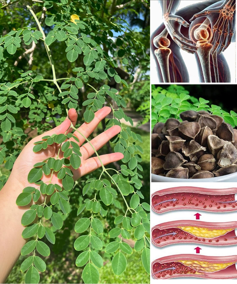 The Miracle Tree Everyone’s Talking About: Discover the Life-Changing Benefits of Moringa!