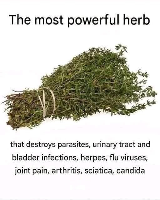The Most Powerful Herb That Wipes Out Parasites and Cleanses the Urinary Tract Naturally