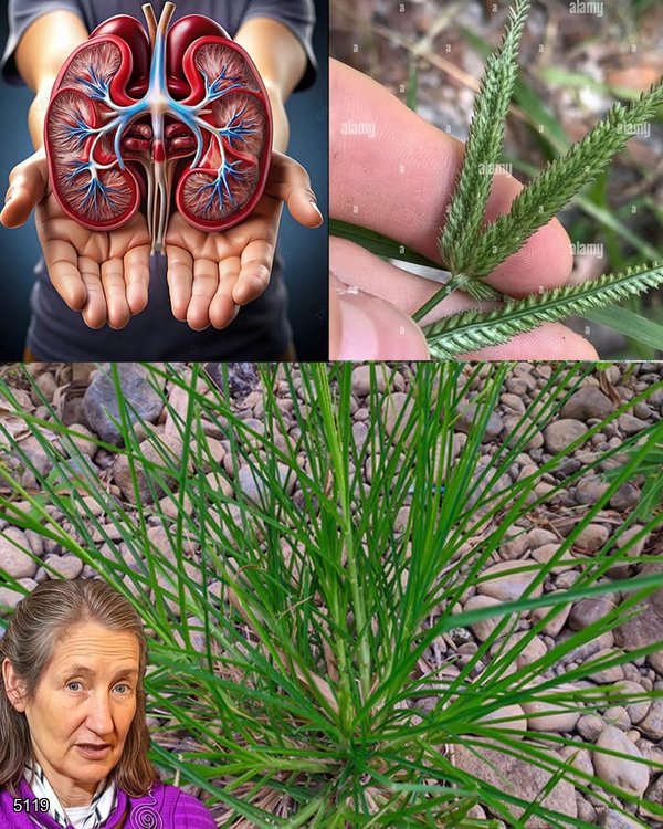Discover Goosegrass: The Little-Known Herb That Cleanses and Protects Your Kidneys