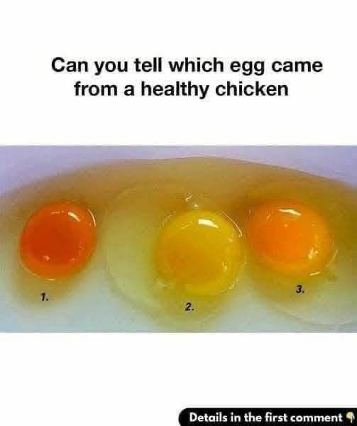 6 Clear Signs Your Egg Came from a Truly Healthy Chicken 🥚✨
