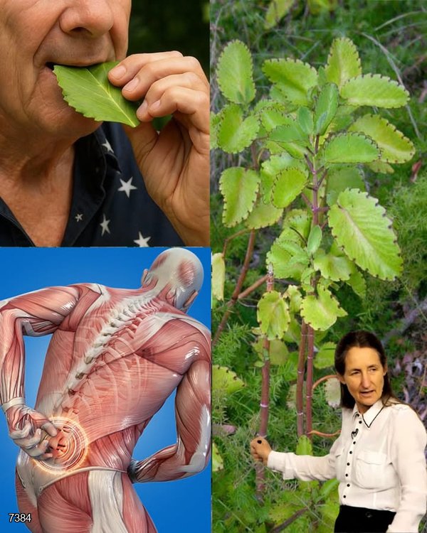 The Miraculous Leaf of Life Everyone Is Talking About!